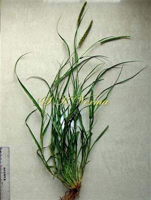  Plants